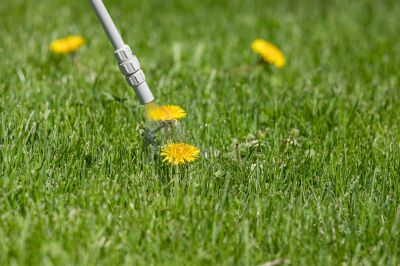 Lawn Weed Treatment detail